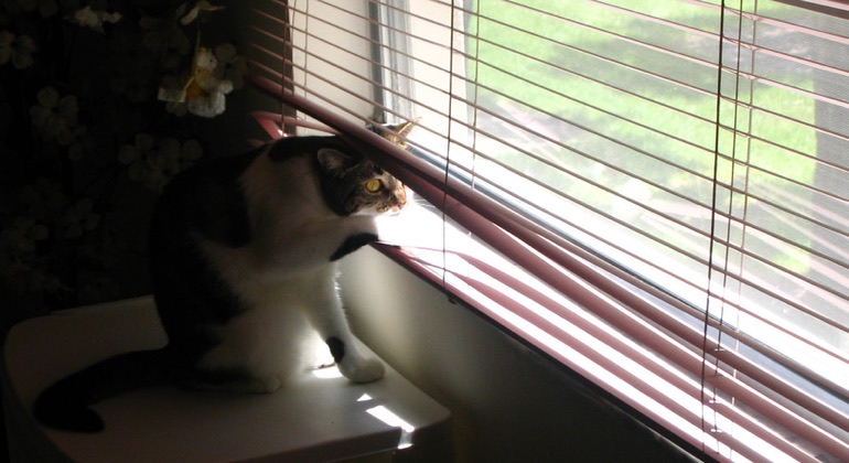 Cat peeking through metal blinds in Cleveland.